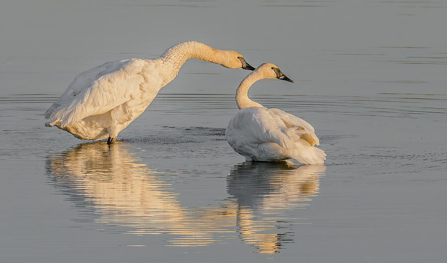 Swan Photograph - Trumpeter Pair by Morris Finkelstein