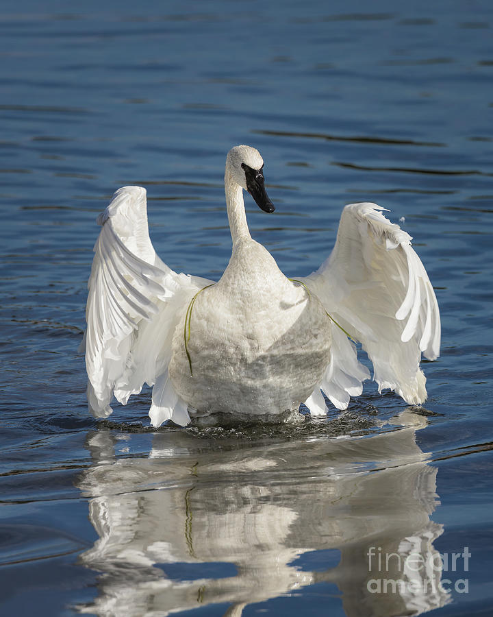 Trumpeter Swan 214 Photograph by Maria Struss Photography