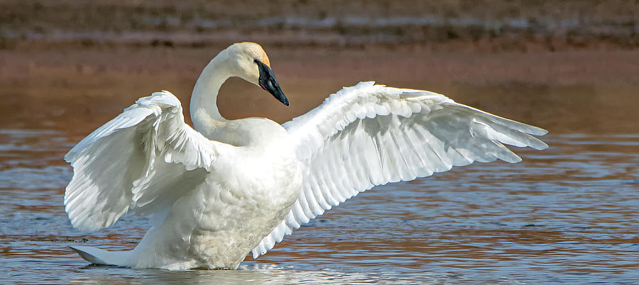 Trumpeter Swan 8837-121120-2 Photograph by Tam Ryan