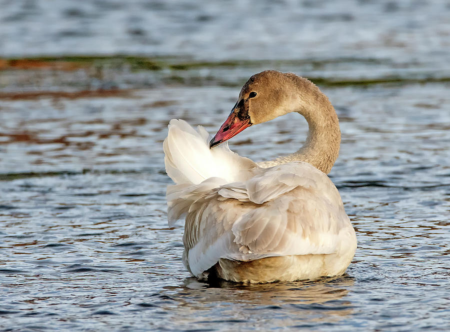 Trumpeter Swan 9133-121220-2 Photograph by Tam Ryan