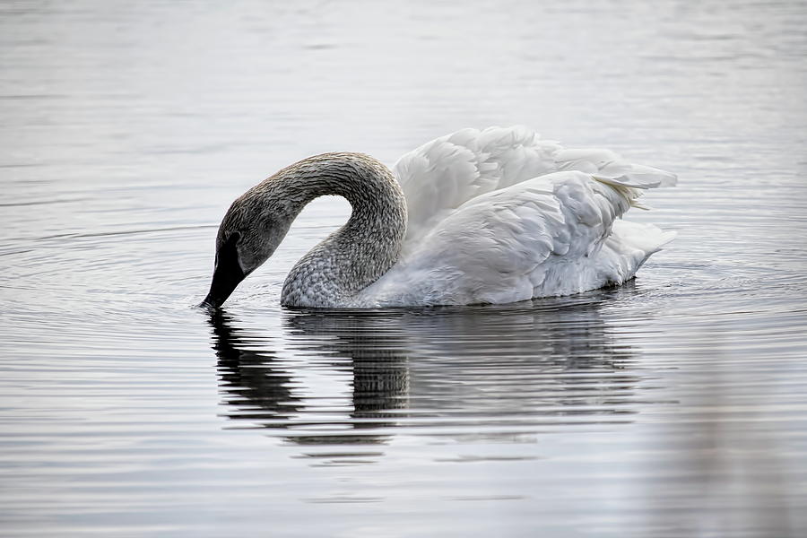 Trumpeter Swan And Its Reflection Photograph