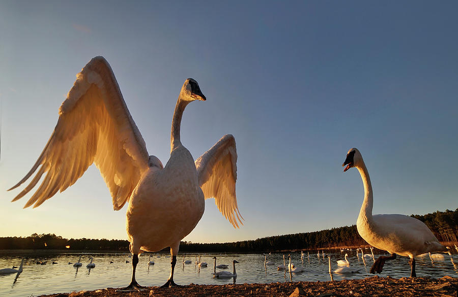 Swan Photograph - Trumpeter Swan, Arkansas III by Tim Fitzharris