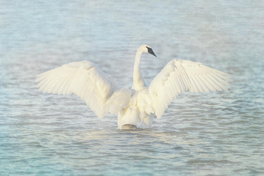 Trumpeter Swan Back Flap Photograph by Patti Deters