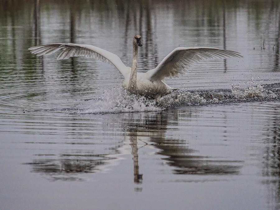 Trumpeter Swan Balanced Landing Photograph by Dale Kauzlaric
