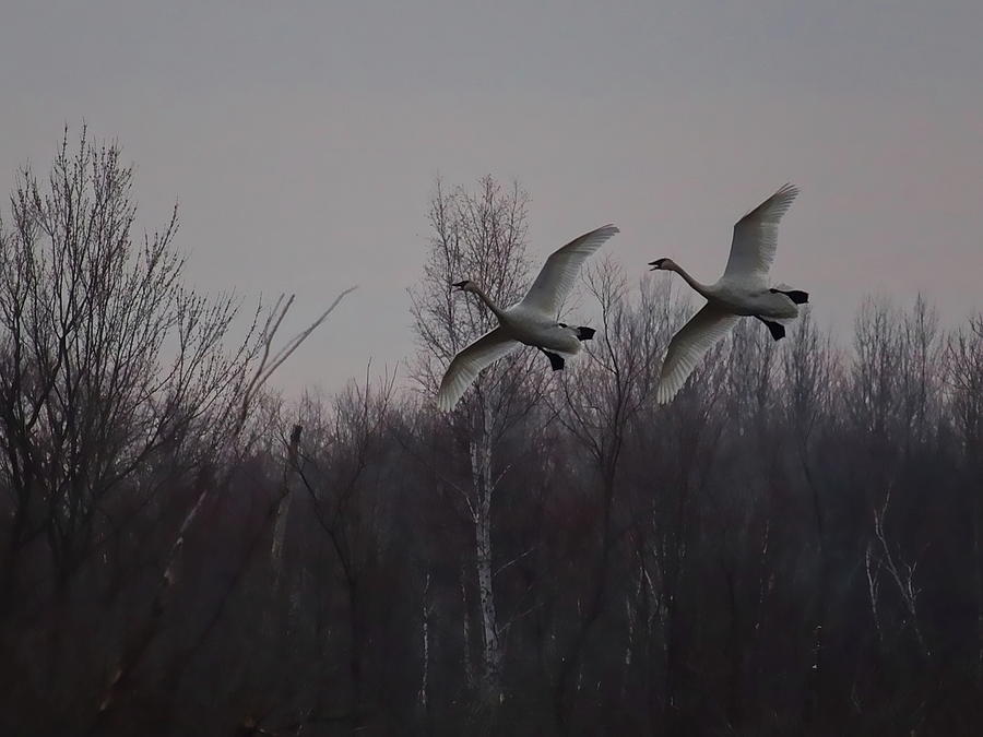 Trumpeter Swans Banking Photograph by Dale Kauzlaric