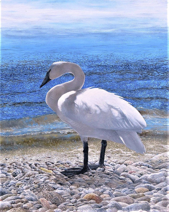 Trumpeter Swan Painting by Barry MacKay