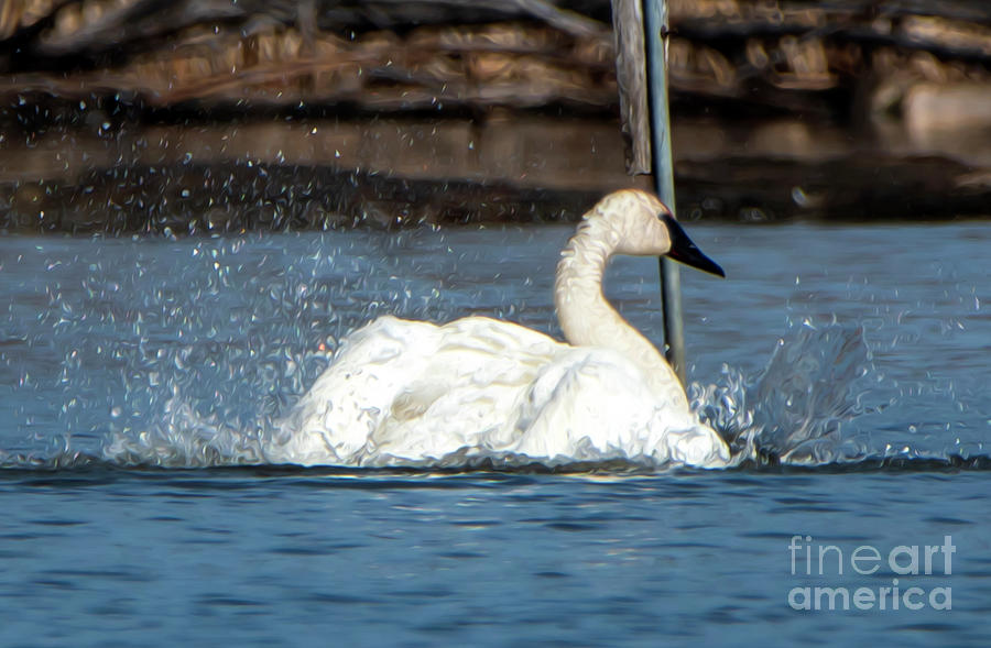 Trumpeter Swan Bathing Photograph