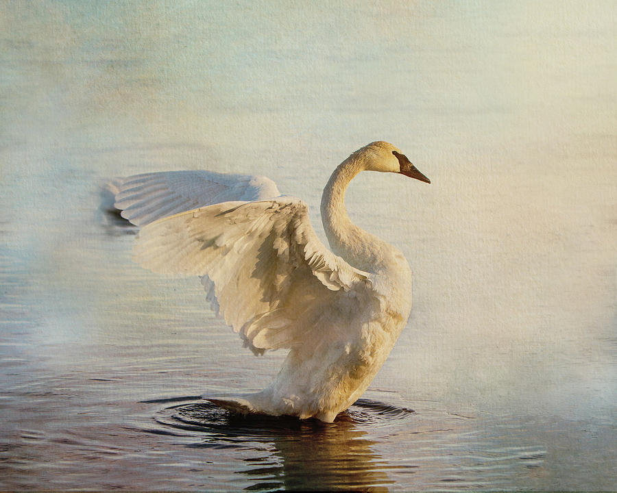 Trumpeter Swan Beauty Display  #1 Photograph by Patti Deters