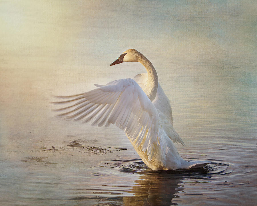 Trumpeter Swan Beauty Display  #2 Photograph by Patti Deters