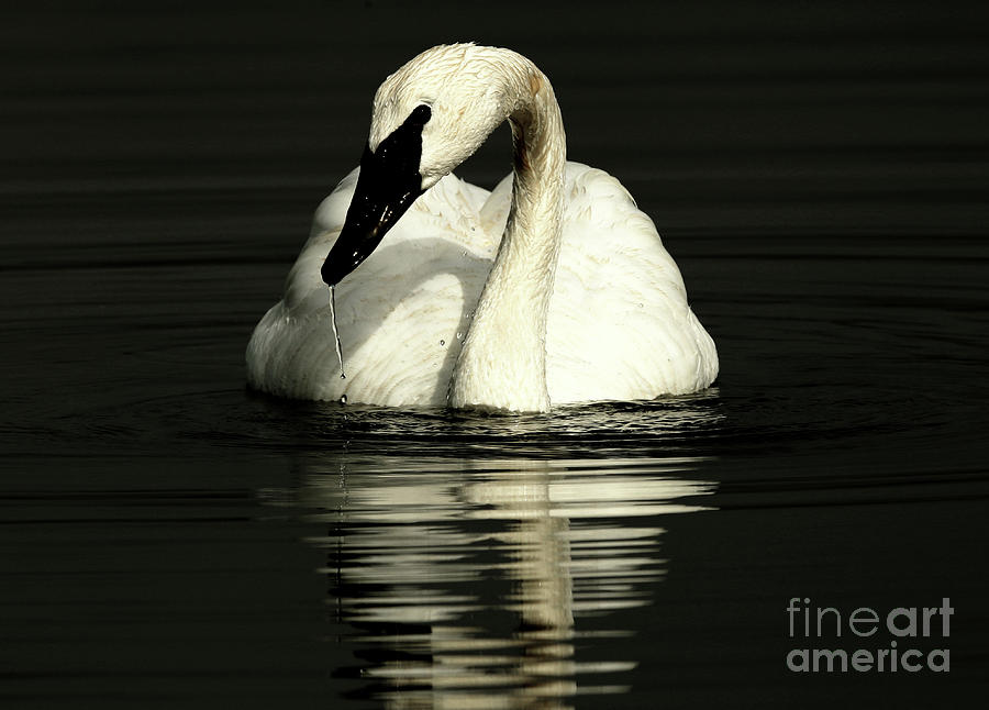 Swan Photograph - Trumpeter Swan - Beauty out of darkness by Sue Harper Swan Photograph - Trumpeter Swan - Beauty out of darkness by Sue Harper
