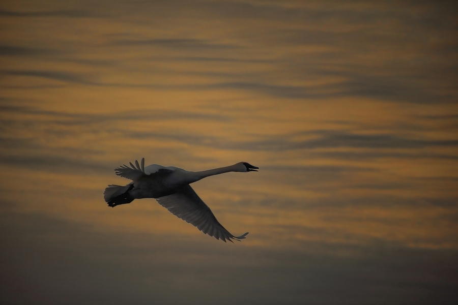 Trumpeter Swan Calling Photograph by Dale Kauzlaric