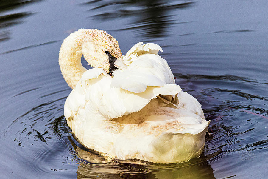 Trumpeter Swan Photograph by Claude Dalley