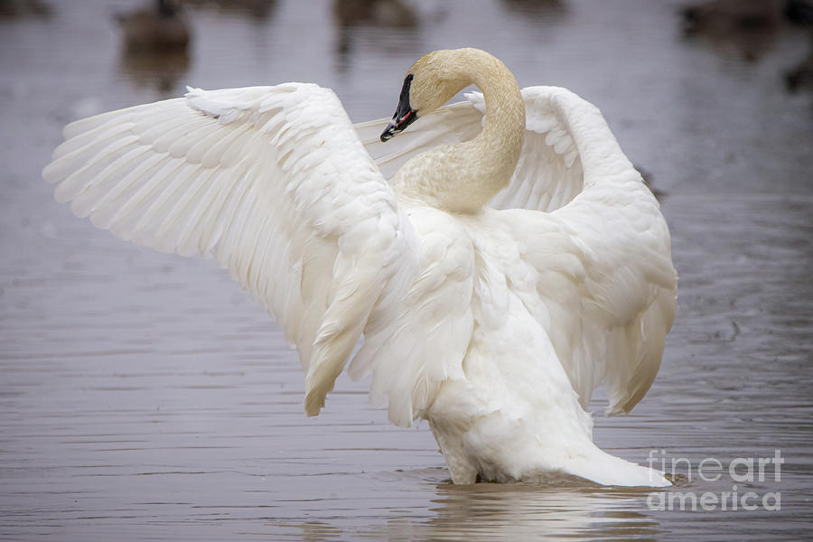 Trumpeter Swan Photograph by Craig Leaper