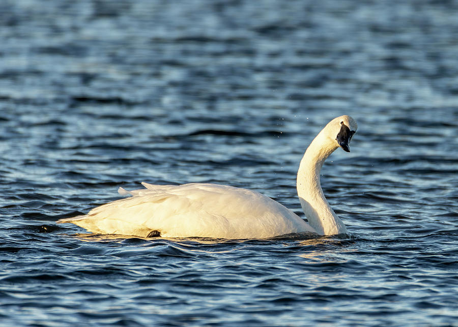 Trumpeter Swan Curious Photograph by Patti Deters