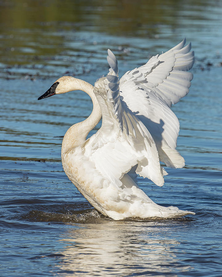 Trumpeter Swan Photograph by Cynthia Townsend - Fine Art America