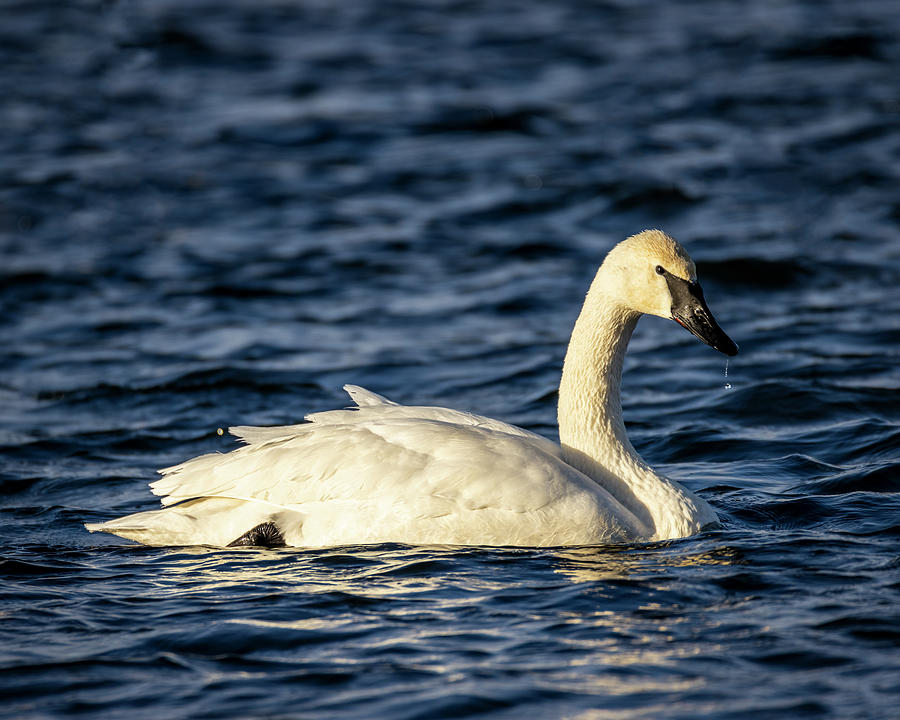 Trumpeter Swan Drip Photograph by Patti Deters