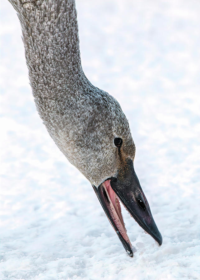 Trumpeter Swan Eating Snow Photograph