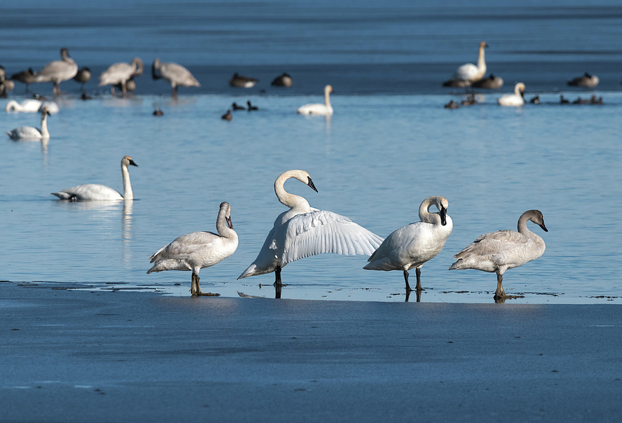 Trumpeter Swan Family Photograph by Loree Johnson