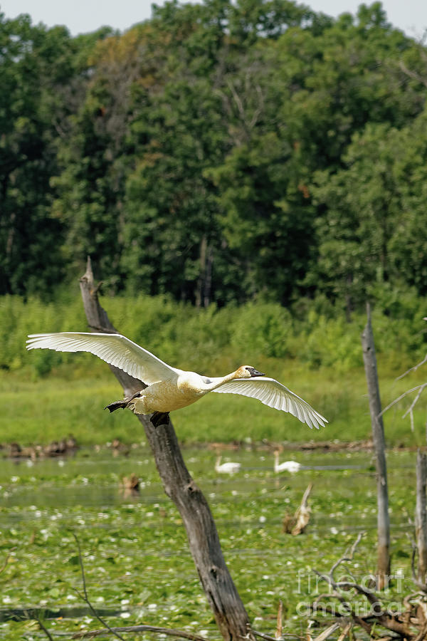 Swan Photograph - Trumpeter Swan Flies In by Natural Focal Point Photography
