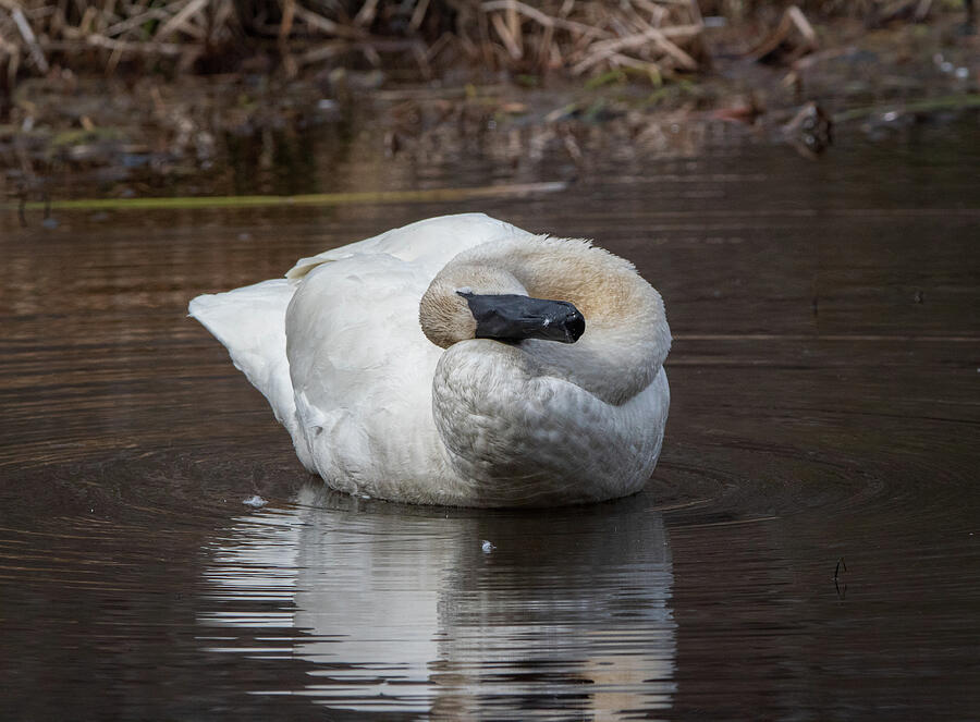 Trumpeter Swan Head Rub Photograph by Chad Meyer