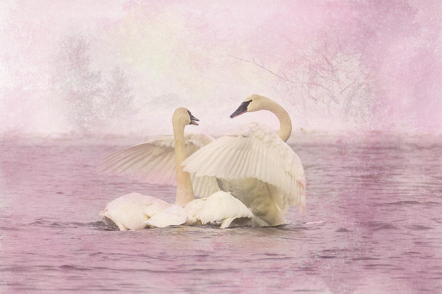 Wildlife Photograph - Trumpeter Swan Hug by Patti Deters