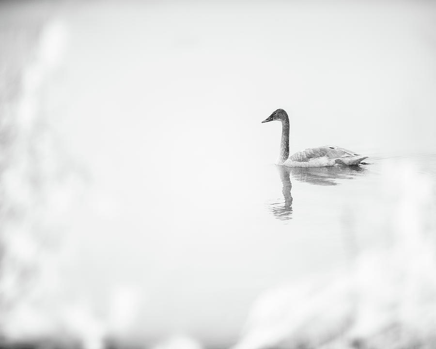 Trumpeter swan in ice fog - monochrome Photograph by Murray Rudd