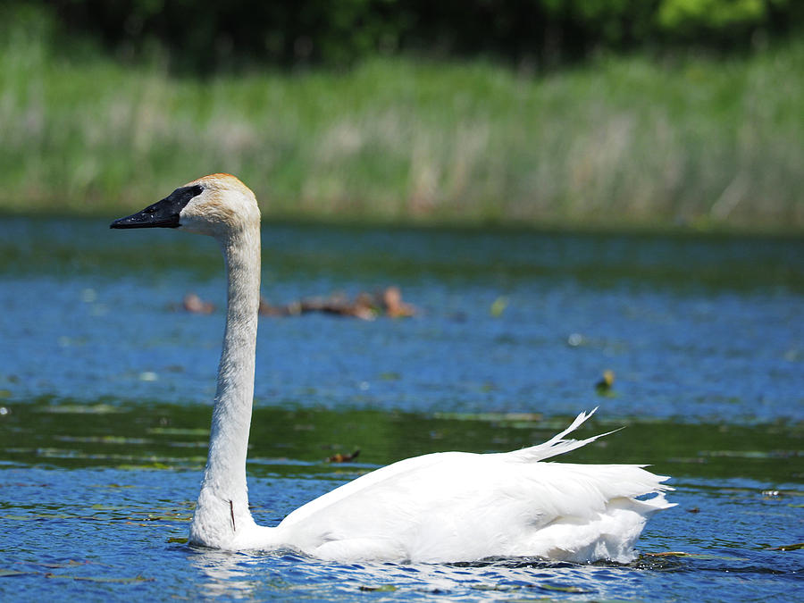 Trumpeter Swan Photograph by James Peterson