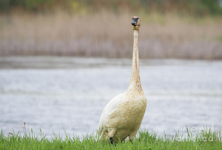 Trumpeter Swan Series Photograph by Jeannette Hunt