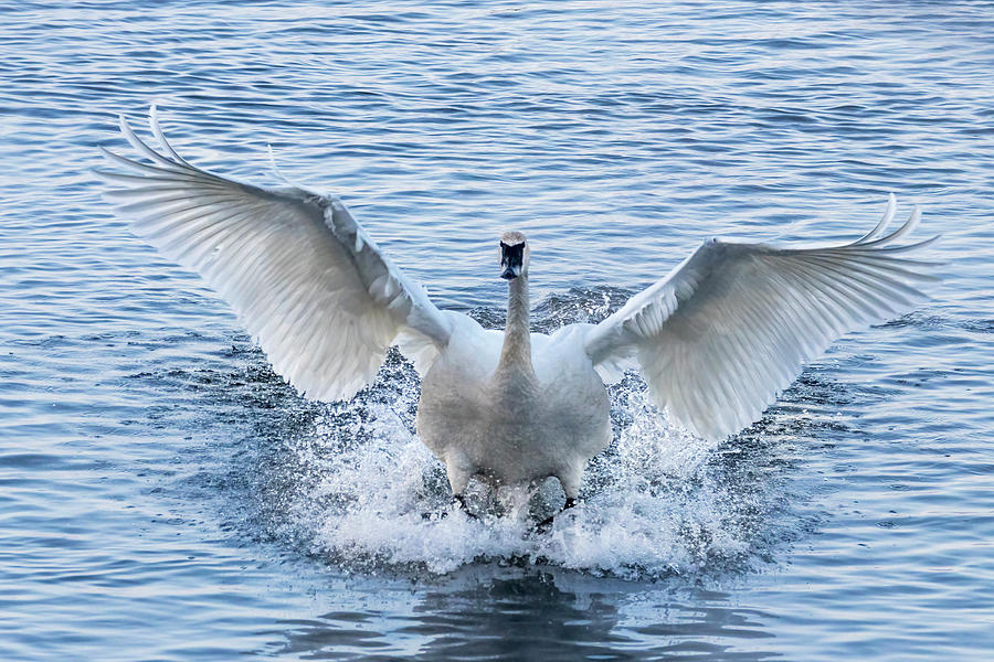 Trumpeter Swan Landing #1 Photograph by Patti Deters