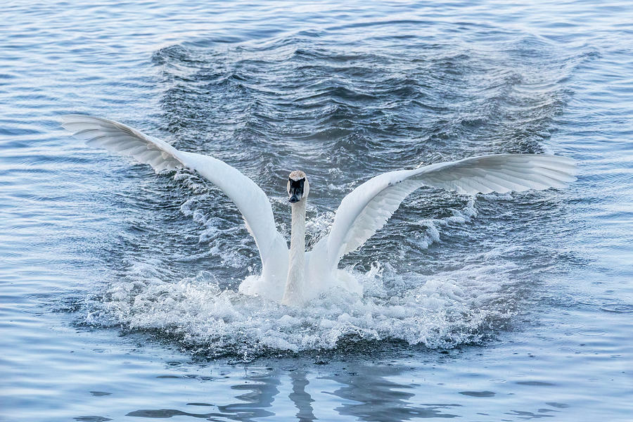 Trumpeter Swan Landing #2 Photograph by Patti Deters