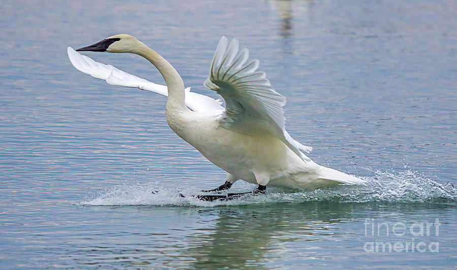 Trumpeter Swan Landing On Water Photograph by Charline Xia