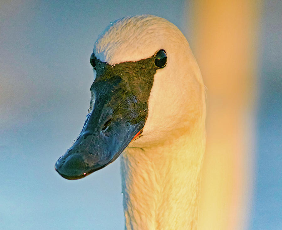 Swan Photograph - Trumpeter Swan, Magness Lake, Arkansas I by Tim Fitzharris