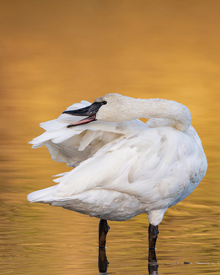 Trumpeter Swan Photograph by Maresa Pryor-Luzier