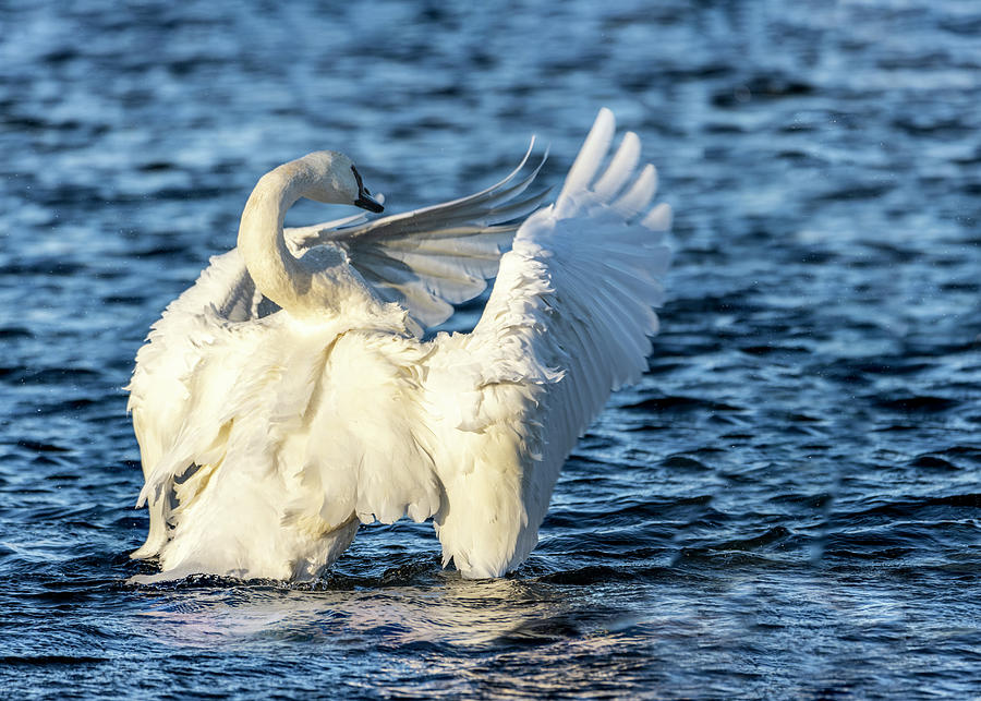 Trumpeter Swan Massive Wings Photograph by Patti Deters