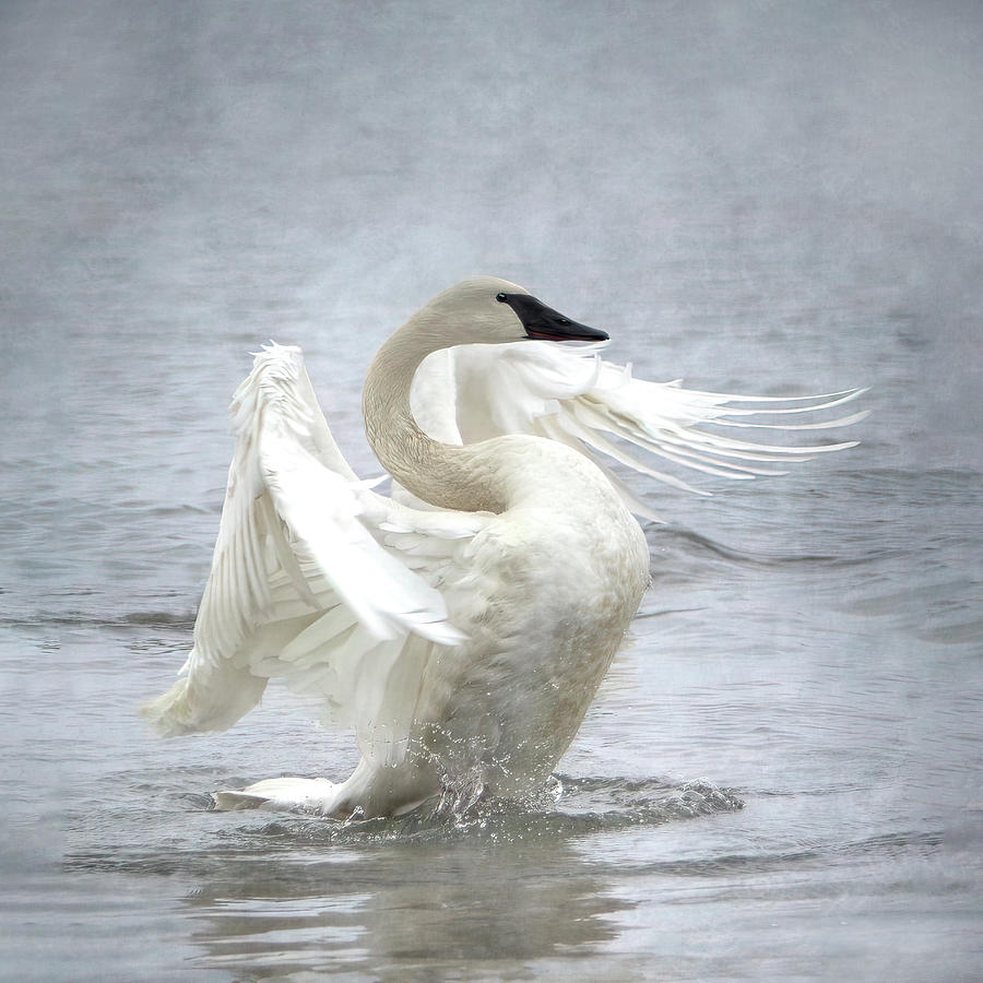 Trumpeter Swan - Misty Display 2 Photograph by Patti Deters