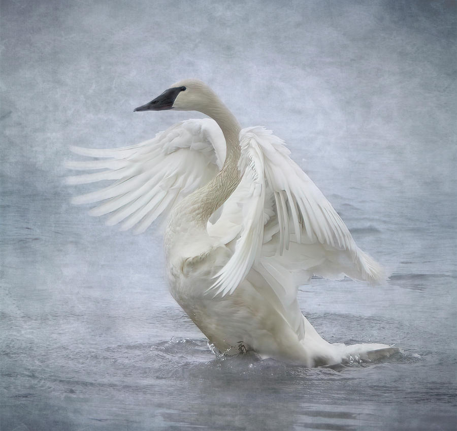Swan Photograph - Trumpeter Swan - Misty Display by Patti Deters