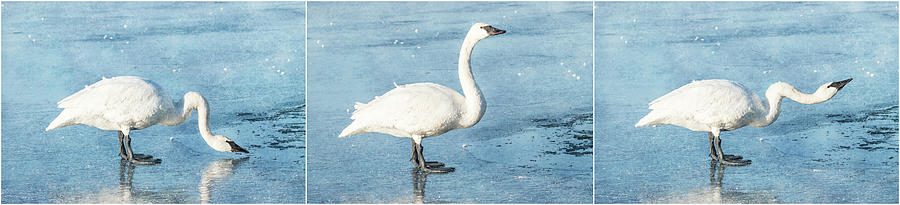 Trumpeter Swan Neck - Triptych Photograph by Patti Deters