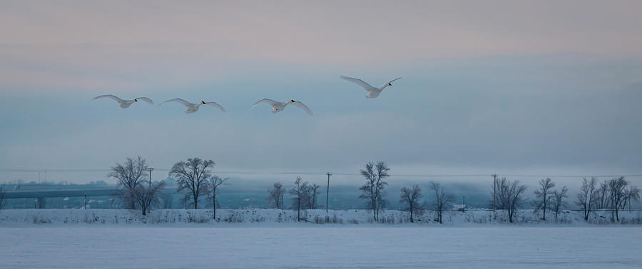 Trumpeter Swan Overpass Photograph by Patti Deters