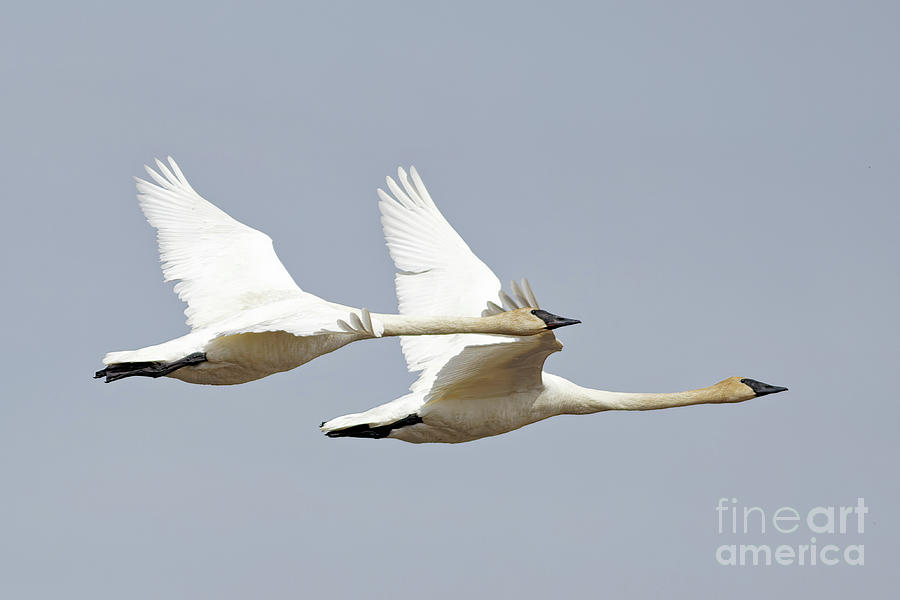 Trumpeter Swan Pair Flight Photograph by Natural Focal Point Photography