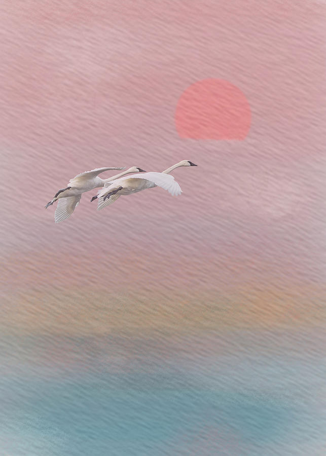 Trumpeter Swan Pair Fly into the Sunset on Watercolor Texture Photograph by Patti Deters