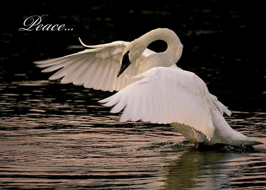 Trumpeter Swan Peace Photograph by Vicki Stansbury