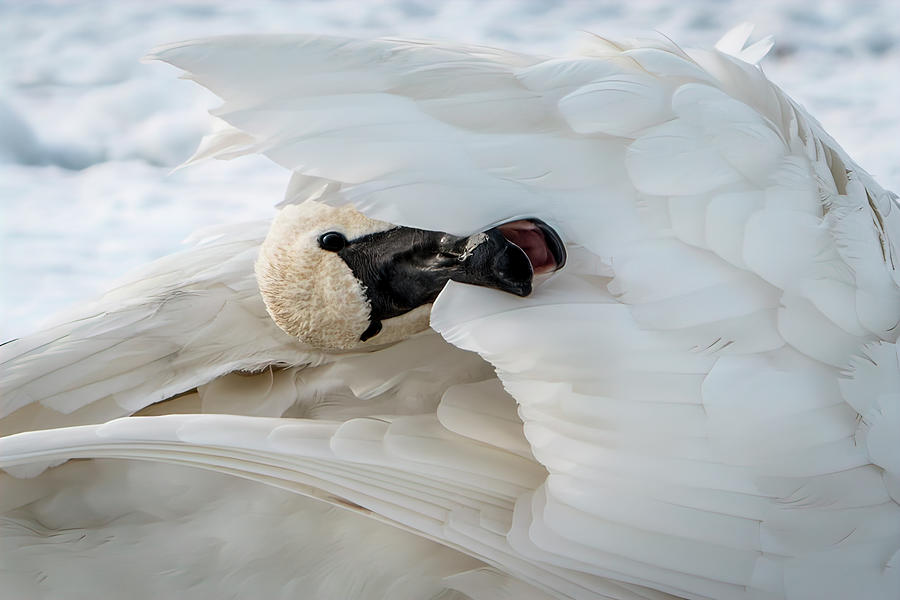 Trumpeter Swan Peek-A-Boo Photograph by Patti Deters