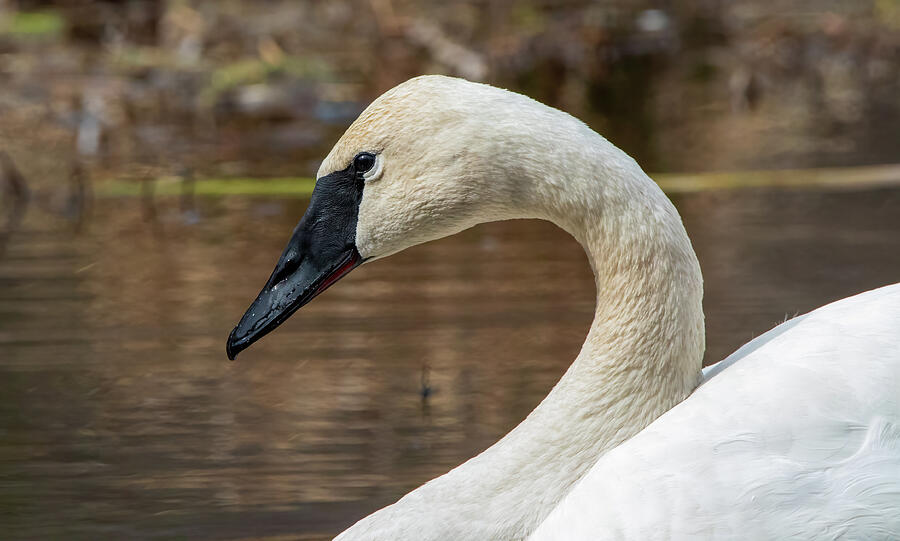 Trumpeter Swan Portrait Photograph by Chad Meyer