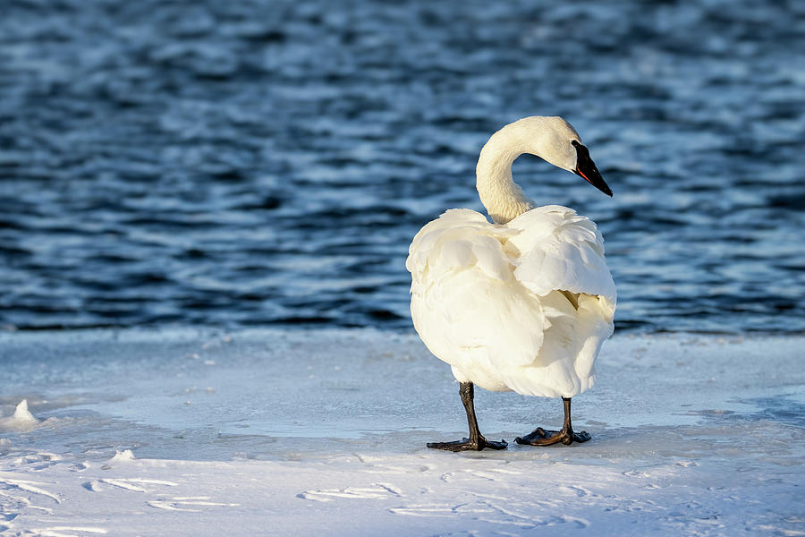 Trumpeter Swan Ruffled Back Photograph by Patti Deters