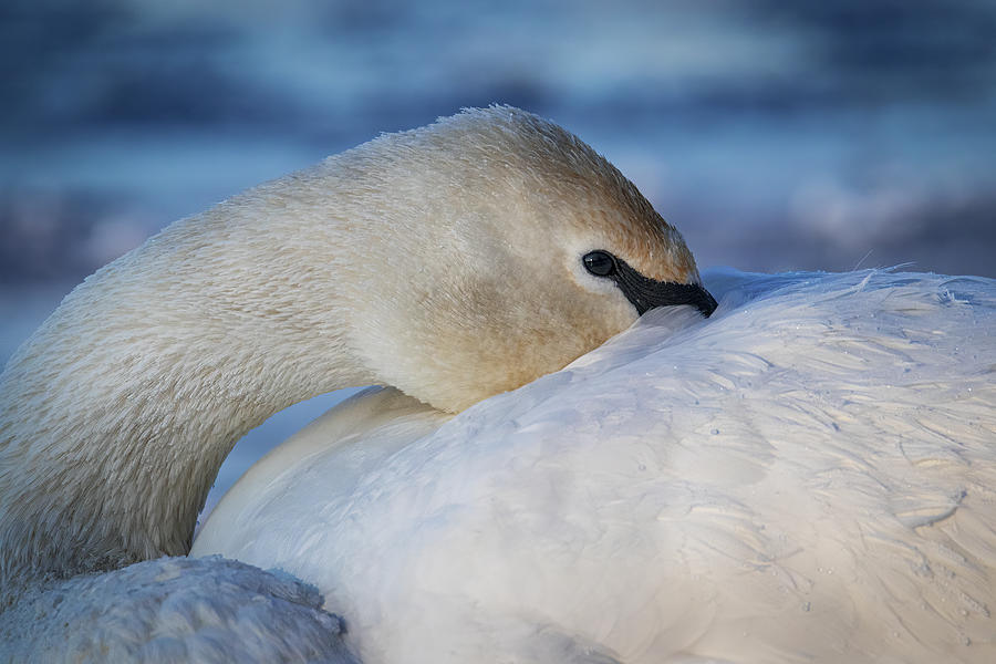 Trumpeter Swan Sees You Photograph by Patti Deters