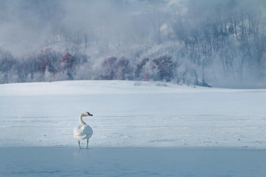 Trumpeter Swan Solo Photograph by Patti Deters