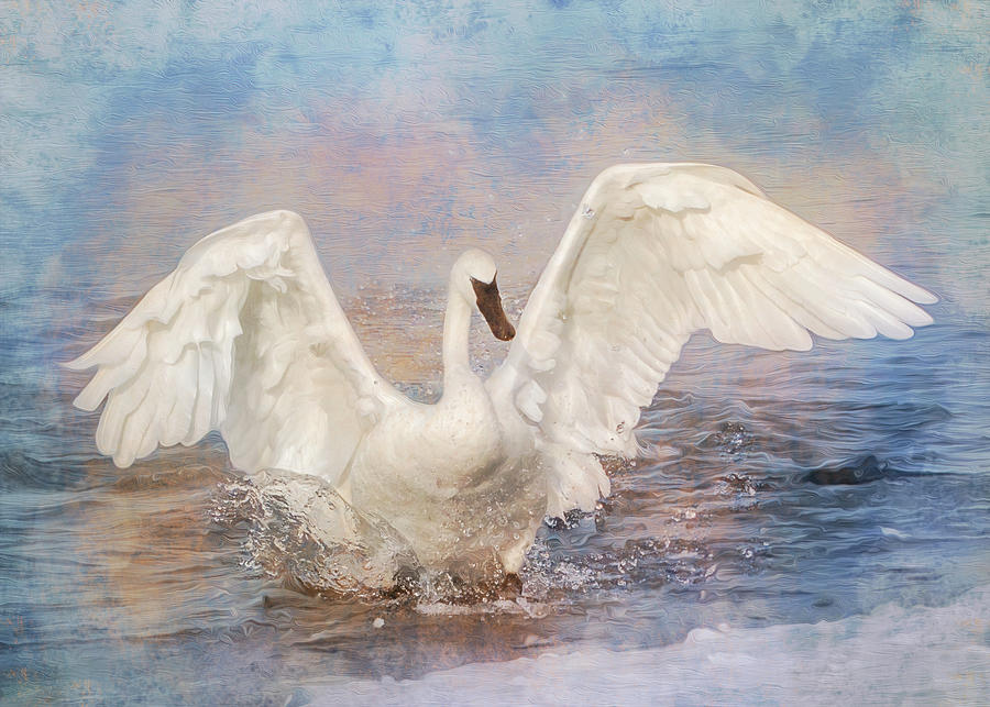 Trumpeter Swan Splash Texture Photograph by Patti Deters
