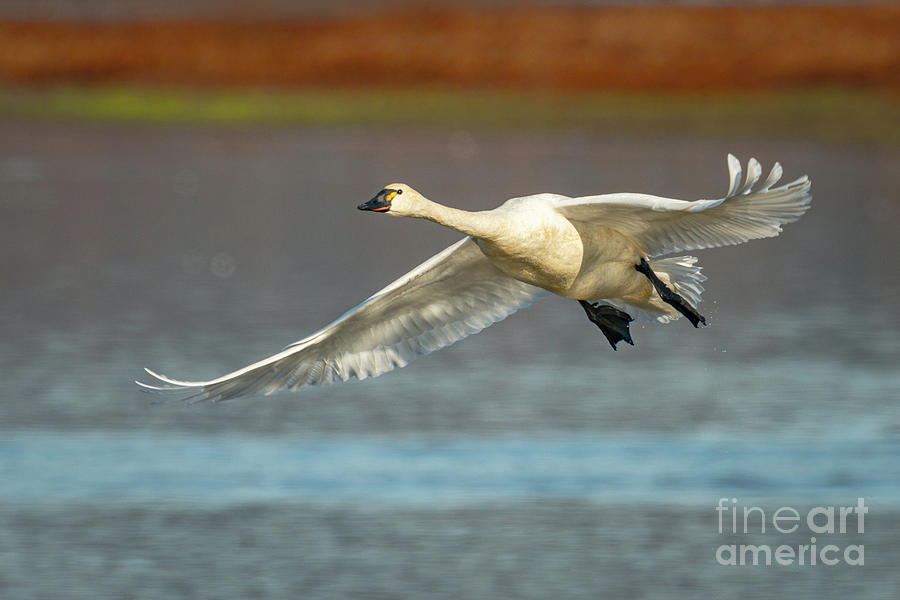 Tundra Swan Take-Off Photograph by Craig Leaper