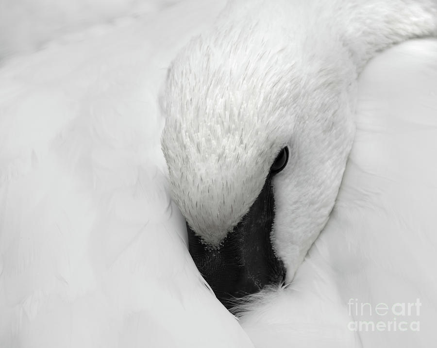 Trumpeter Swan Taking a Nap Photograph by Barbara McMahon