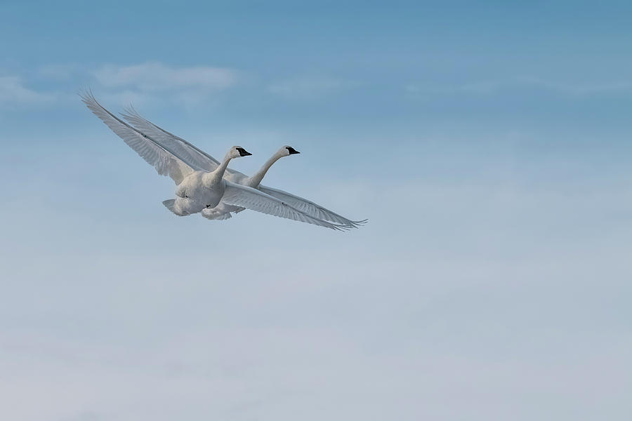 Trumpeter Swan Tandem Flight I Photograph by Patti Deters